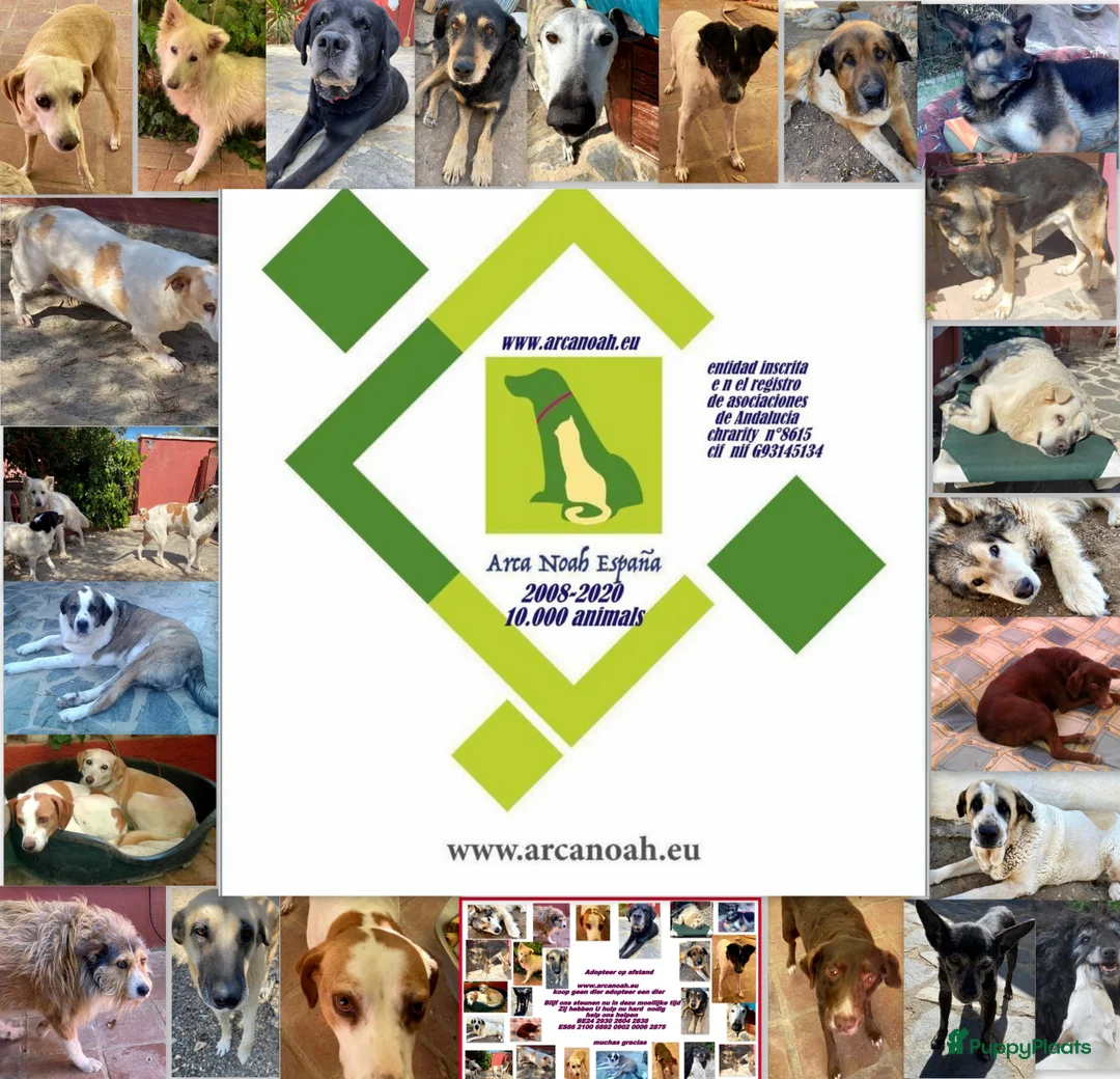 Kruising honden ter adoptie: mooie june wie wil jouw je gouden mandje geven - Advertentie 2