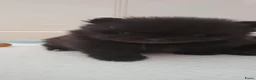 Pomeriaan honden te koop: Pomeriaan puppy  - Advertentie 1