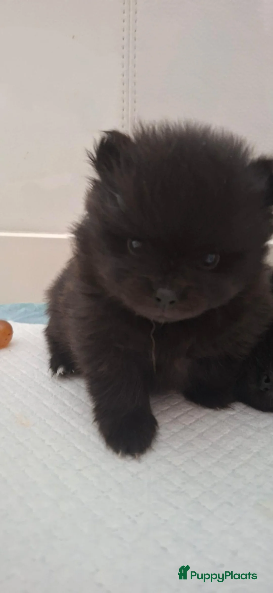 Pomeriaan honden te koop: Pomeriaan puppy  - Advertentie 1