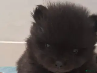 Pomeriaan honden Pomeriaan puppy - Advertentie 9