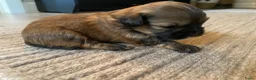 Shihpoo honden te koop: Prachtige shihpoo pups 1 reutje en 4 teefjes - Advertentie 11