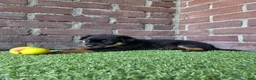 Rottweiler honden te koop: 8 Rottweiler pups. - Advertentie 10
