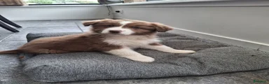 Australian Shepherd Puppy 5