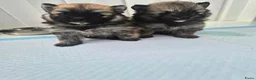 Pomsky honden te koop: Kleine pomsky pups 🩷💙🩷💙 - Advertentie 5