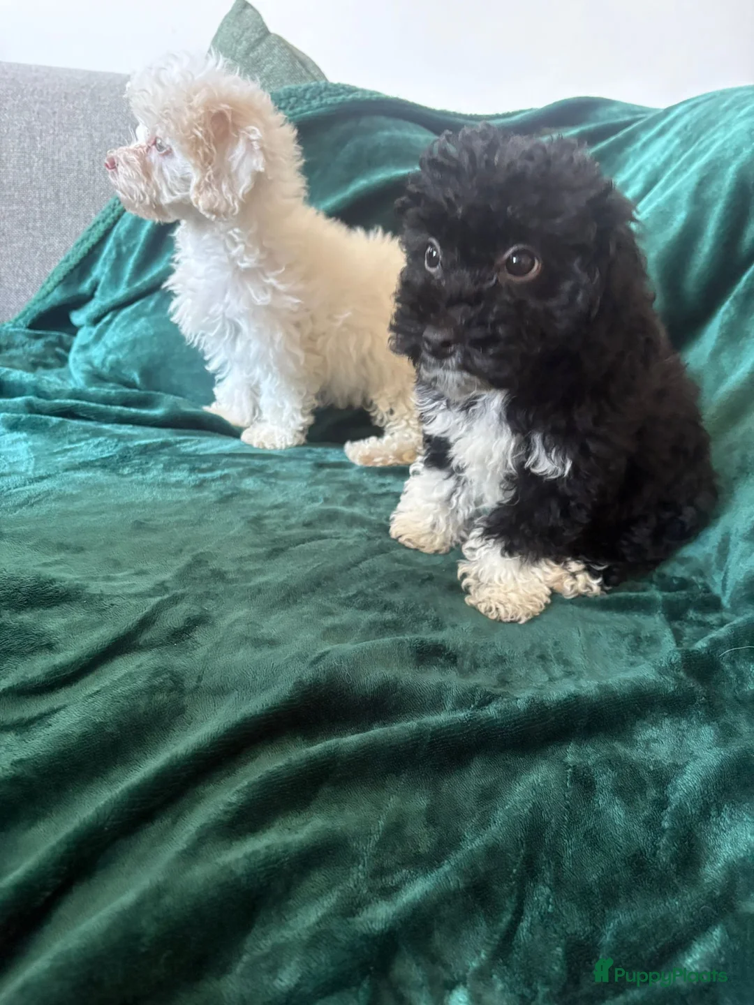 Poedel Toy honden te koop: Toypoedel zusjes toy poedel - Advertentie 13