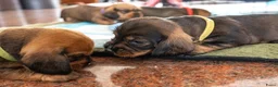 Ruwhaar Teckel honden te koop: Prachtige Ruwharige Teckel pups - Advertentie 32