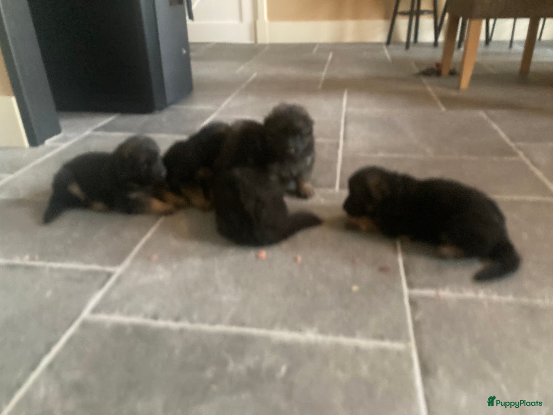 Duitse Herder honden te koop: Langharige Duitse herder puppy’s met rechte rug  - Advertentie 6