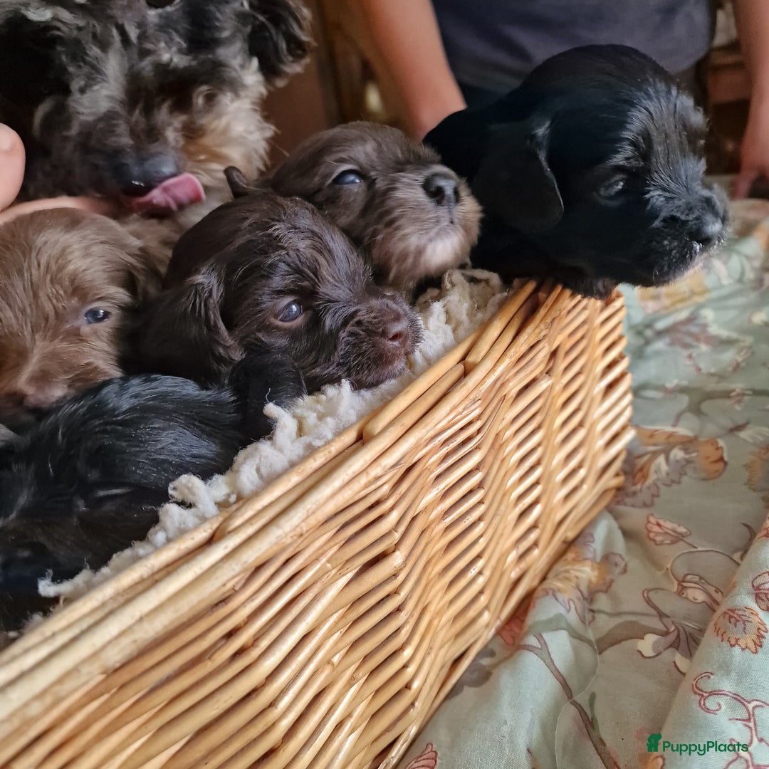 Australian Labradoodle honden te koop: Australian labradoodle Backcross micro/mini - Afbeelding 27