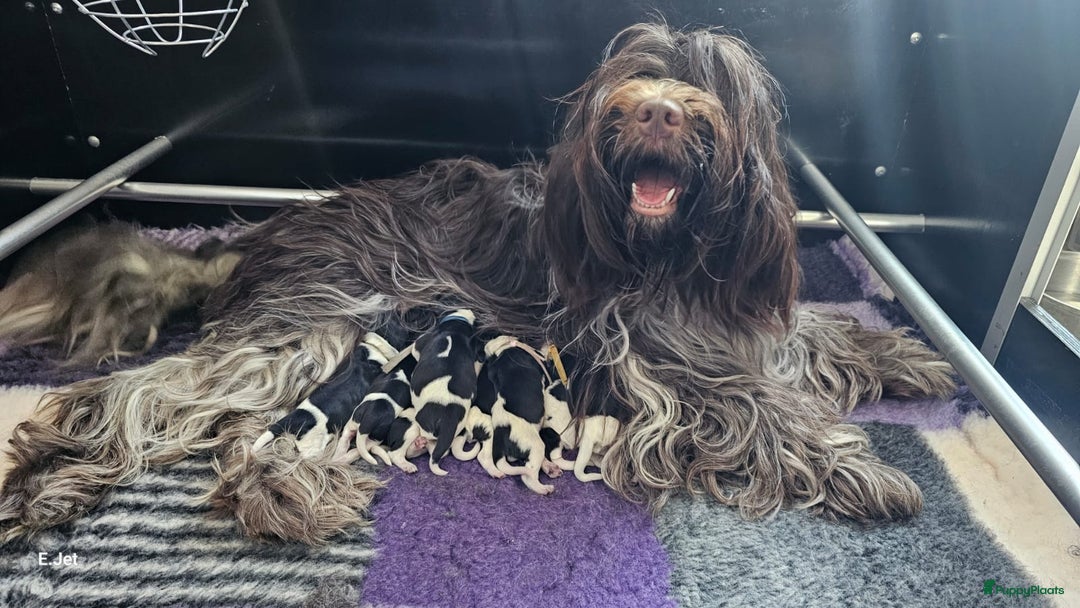 Nederlandse Schapendoes honden te koop: Nederlandse schapendoes puppy’s  - Afbeelding 2