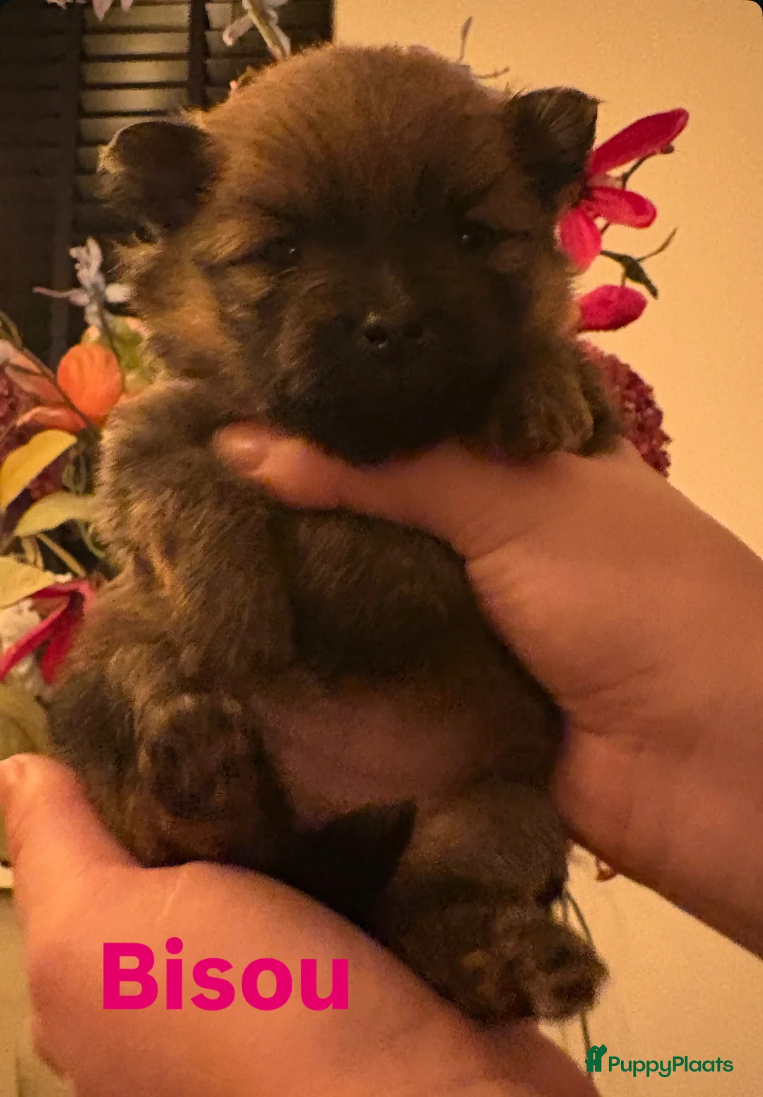 Pomeriaan honden te koop: 🐾 pomeriaan puppy,s teefjes en reutje - Advertentie 2