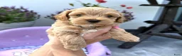Maltipoo honden te koop: Te reserveren prachtige Maltipoo bij ons geboren  - Advertentie 12