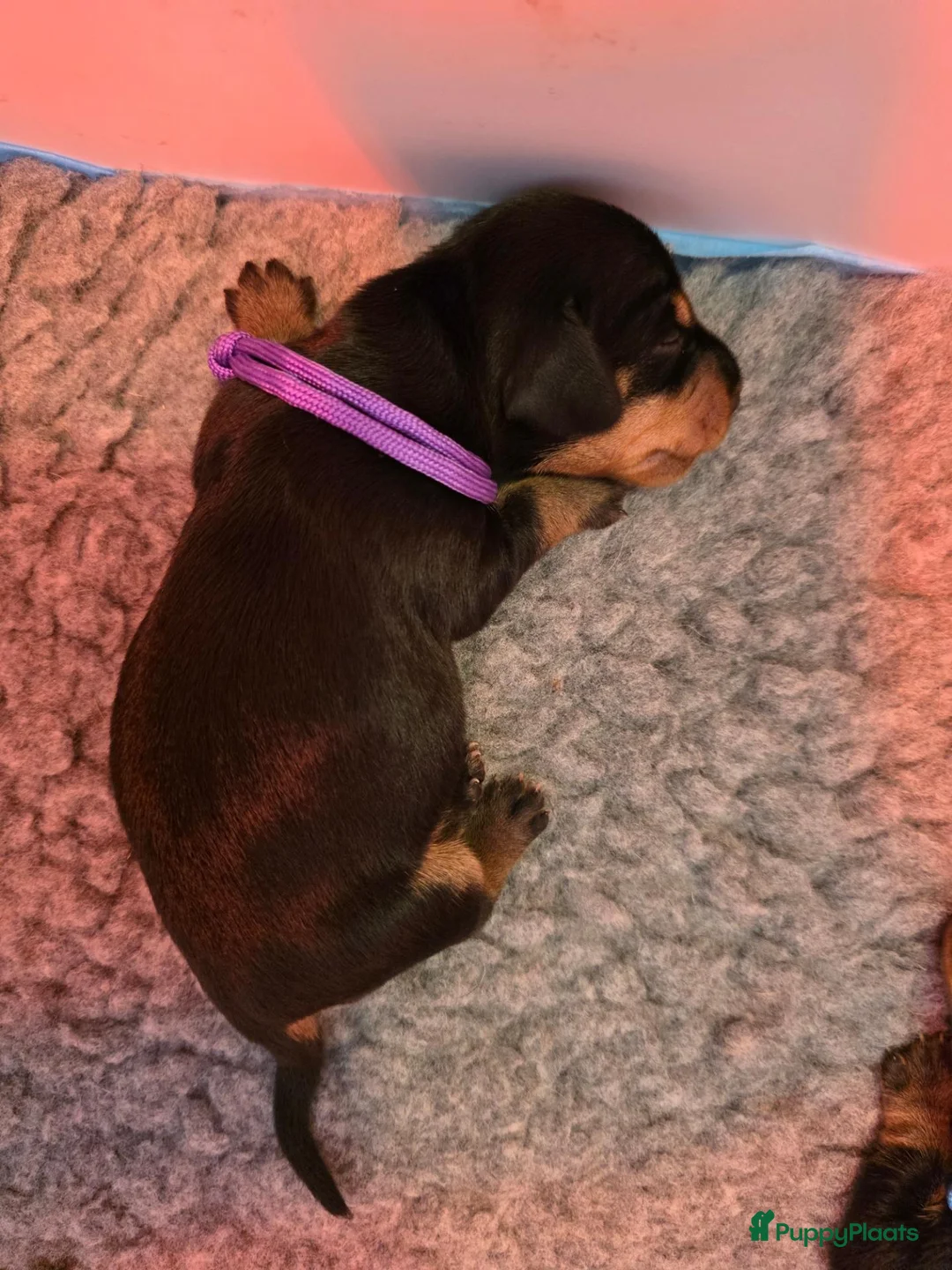 Ruwhaar Teckel honden te koop: Mooie gezonde standaard ruwhaar pups - Advertentie 2