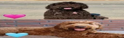 Australian Labradoodle honden te koop: Australian labradoodle pup reu - Advertentie 11
