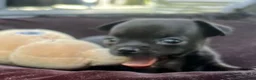 Chihuahua honden te koop: Mooi klein zwart chihuahua puppy - Advertentie 3