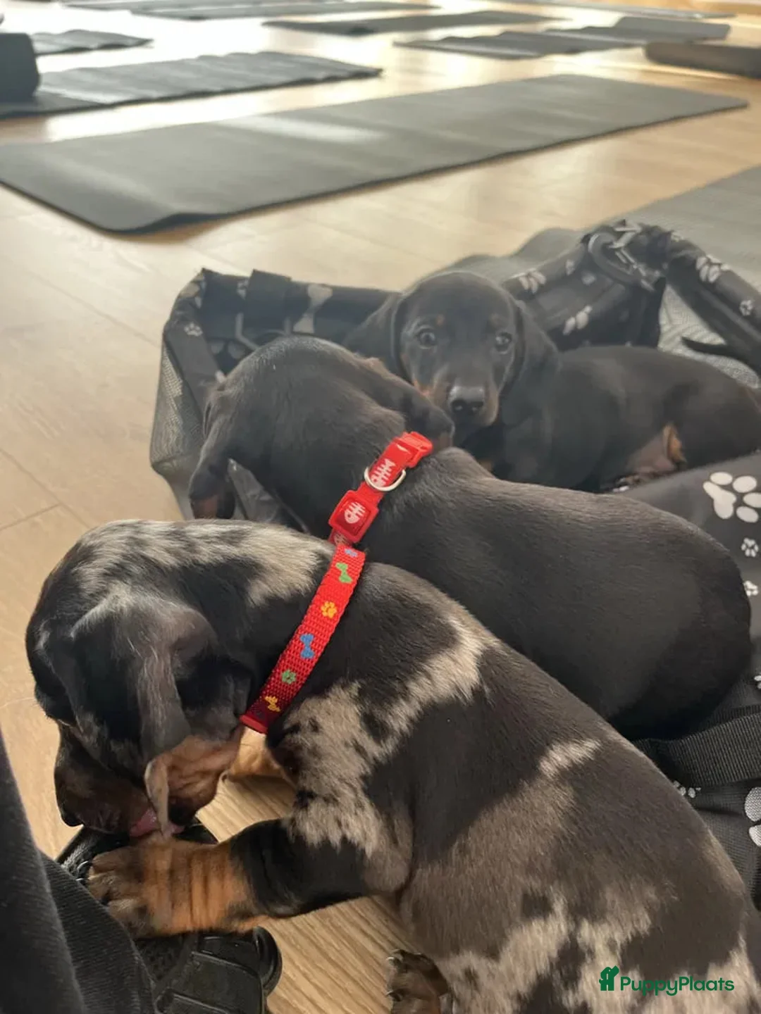 Teckel (korthaar)  honden te koop: Teckel  - Advertentie 2