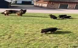 Duitse Herder honden te koop: Prachtige langharige Duitse herder met rechte rug - Afbeelding 2