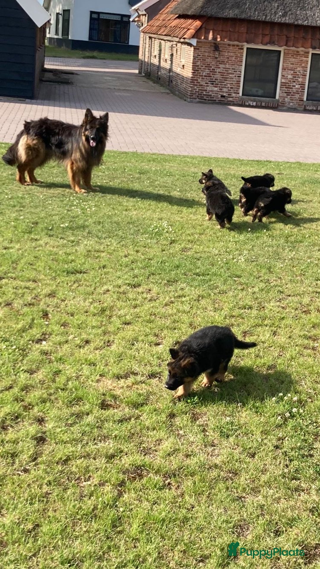 Duitse Herder honden te koop: Prachtige langharige Duitse herder met rechte rug - Afbeelding 2