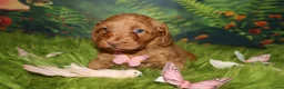 Australian Labradoodle honden te koop: 1 teefje en 3 reutjes Australian labradoodle pups - Advertentie 13