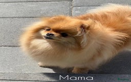 Pomeriaan honden te koop: Pomeranian❤️ - Afbeelding 13