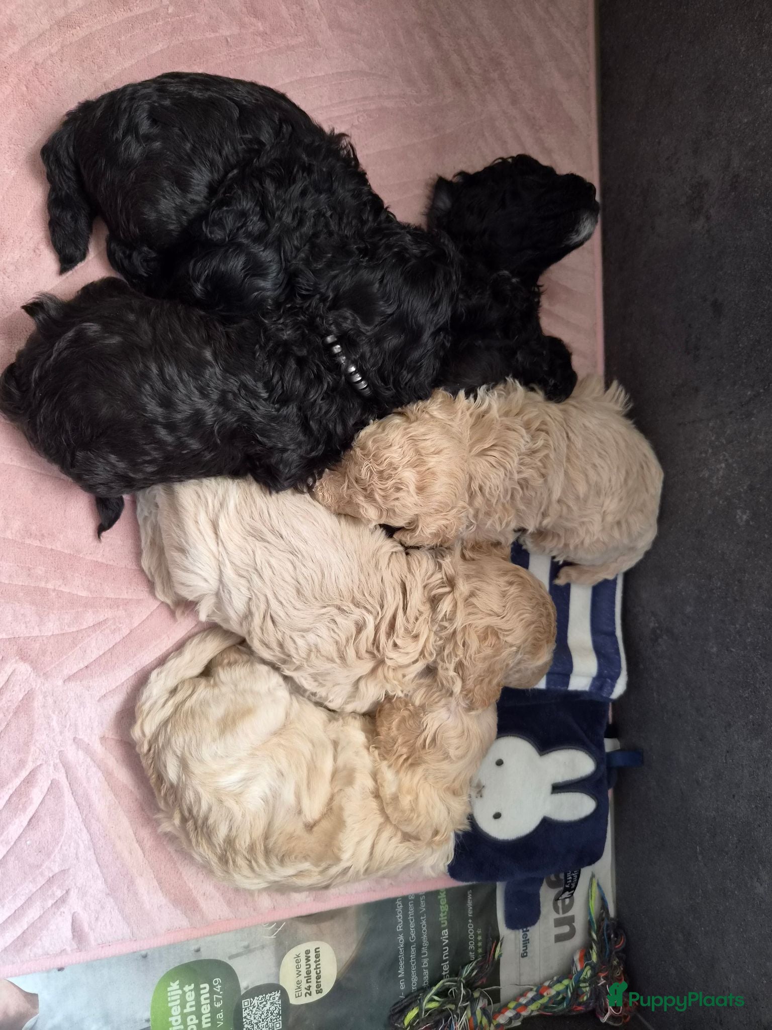 Poedel Toy honden Toypoedel x kleine Dwerg pups - Advertentie 3