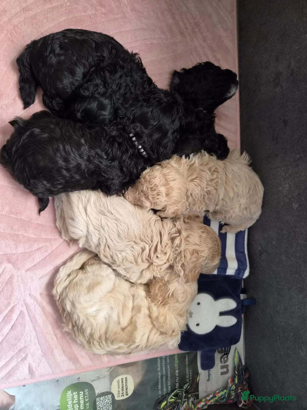 Poedel Toy honden te koop: Toypoedel x kleine Dwerg pups in Nijmegen - Advertentie 1