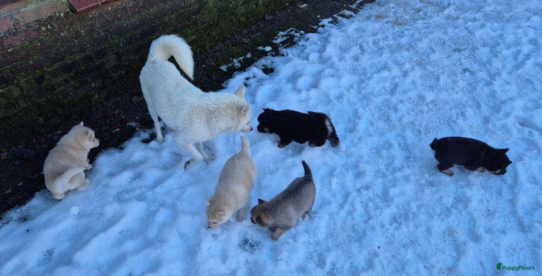 Kruising honden te koop: Pomsky x Shiba inu pups - Advertentie 9