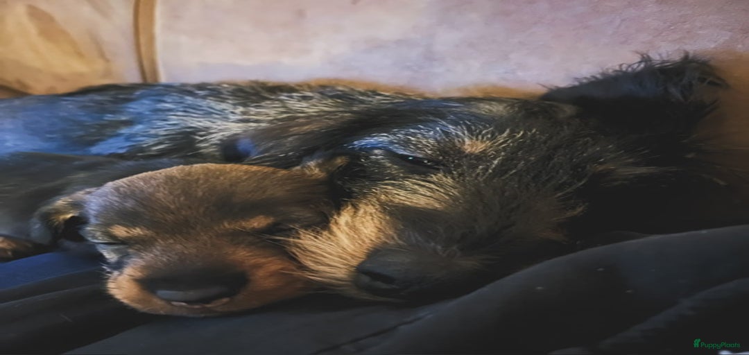 Galerij afbeelding {{count}}