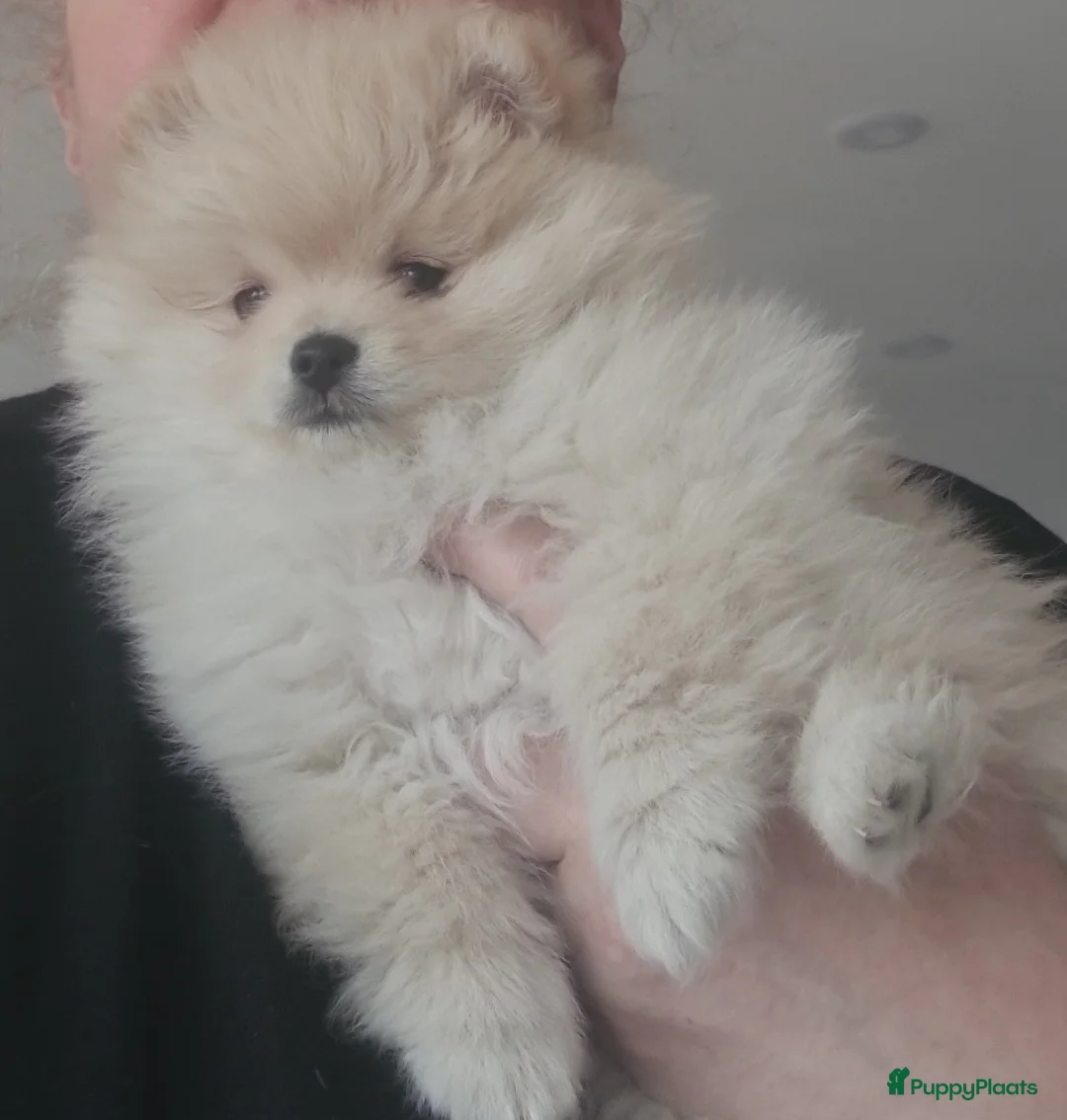 Pomeriaan honden te koop: Pomeranian puppy te koop - Advertentie 2