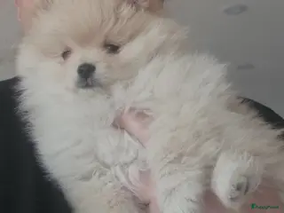 Pomeriaan honden Pomeranian puppy te koop - Advertentie 1
