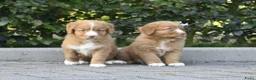 Nova Scotia Duck Tolling Retriever honden te koop: Nova Scotia Duck Tolling Retriever pups # Toller - Advertentie 26