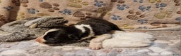 Border Collie honden te koop: Border collie pups - Advertentie 6