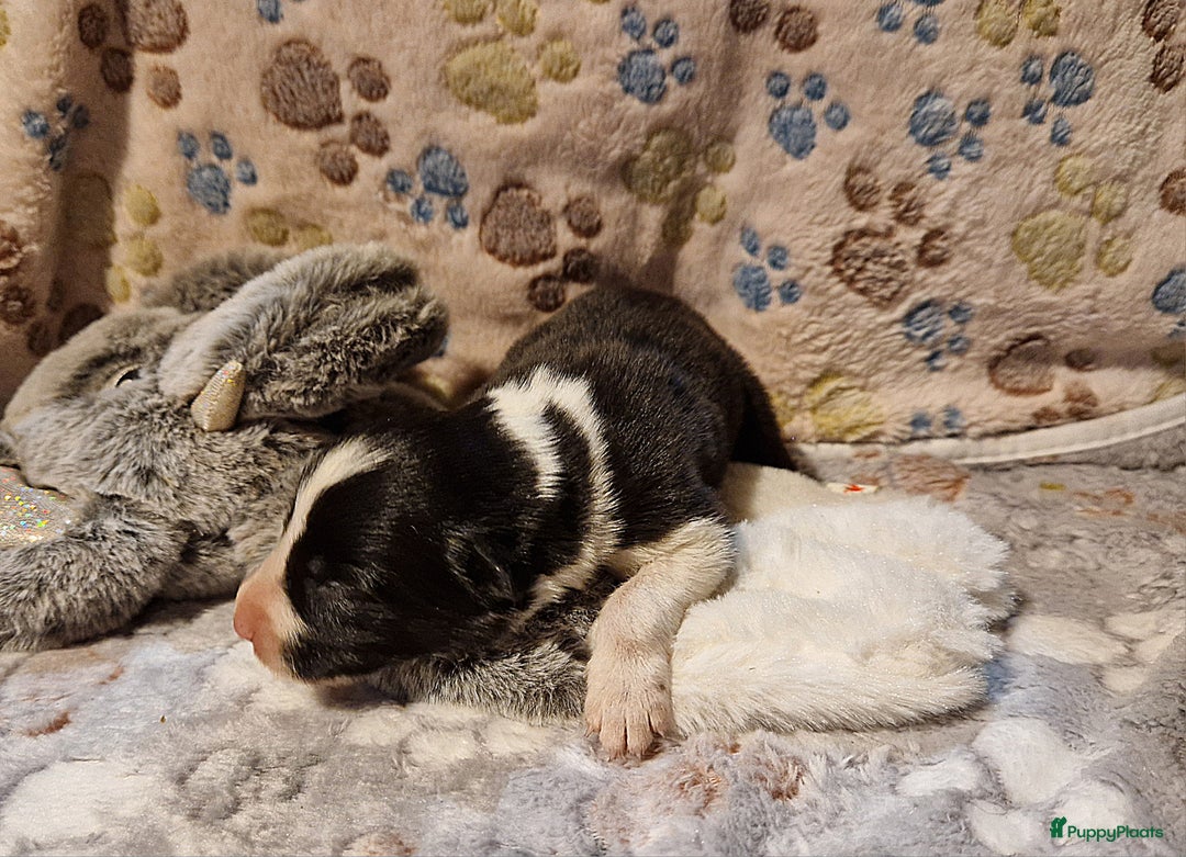 Border Collie honden te koop: Border collie pups - Advertentie 6