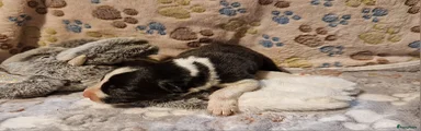 Border Collie Puppy 1