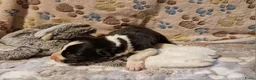 Border Collie honden te koop: Border collie pups - Advertentie 6
