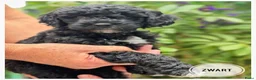 Goldendoodle honden te koop: Goldendoodle pups medium - Advertentie 8