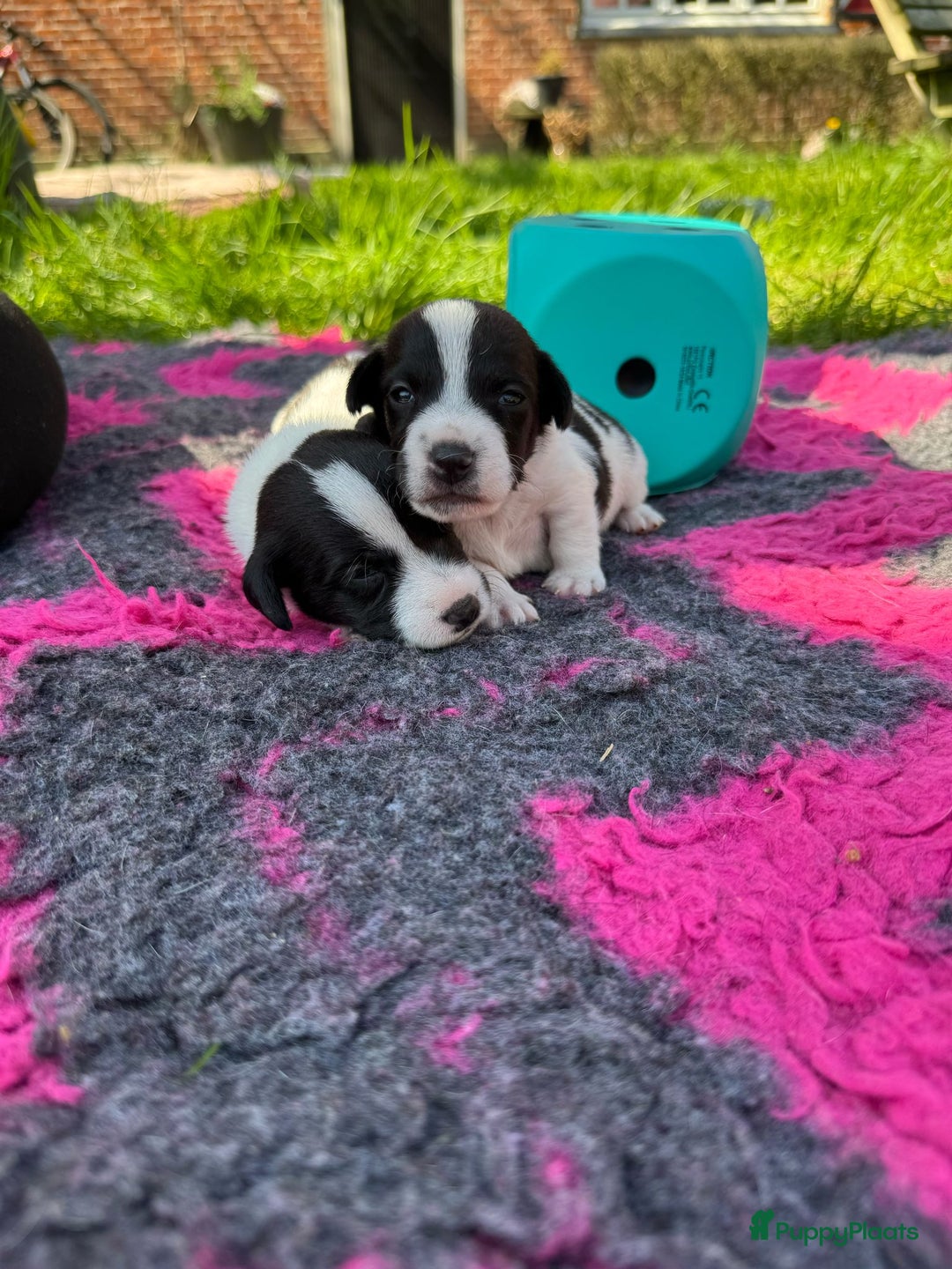 Jack Russel Terriër honden te koop: Jack russel pups (laagbenig) in Baarle-Nassau - Afbeelding 20