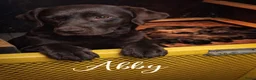 Labrador Retriever honden te koop: Raszuivere Labrador pups zwart - Advertentie 1