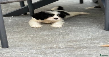 Kruising honden - Advertentie 1