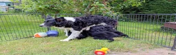 Kruising honden te koop: Prachtige puppy's Border-Collie/Golden Retriever - Advertentie 3