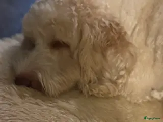 Australian Labradoodle honden Australien labradoodles met afstammingsbewijs! - Advertentie 2