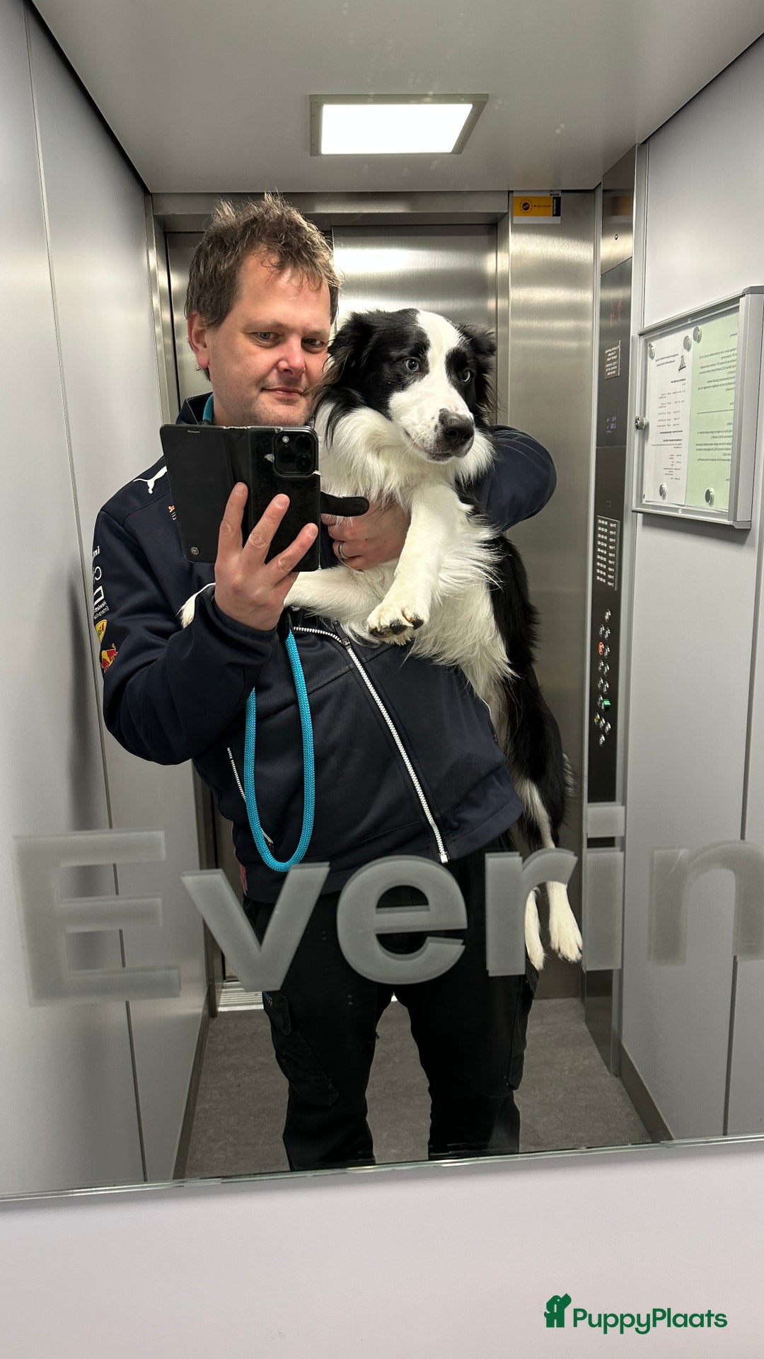 Border Collie honden ter dekking: Border Collie Dekreu in Terneuzen - Advertentie 3