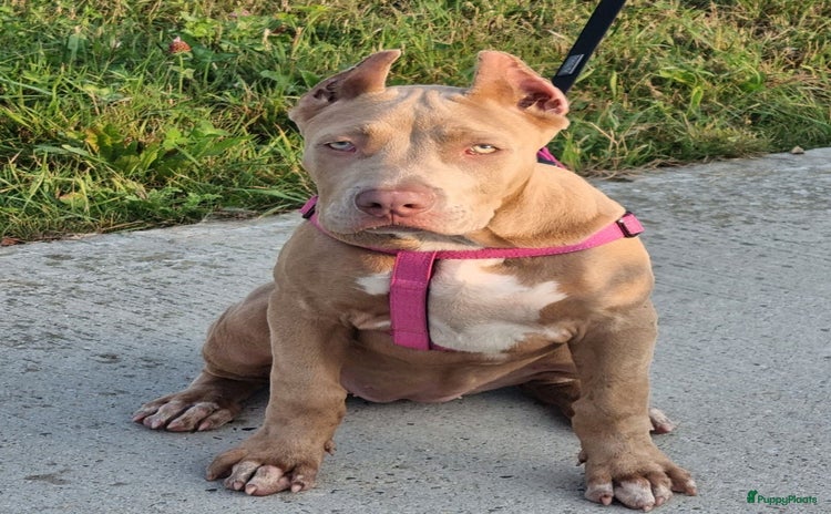 Amerikaanse Bully honden - Advertentie 1