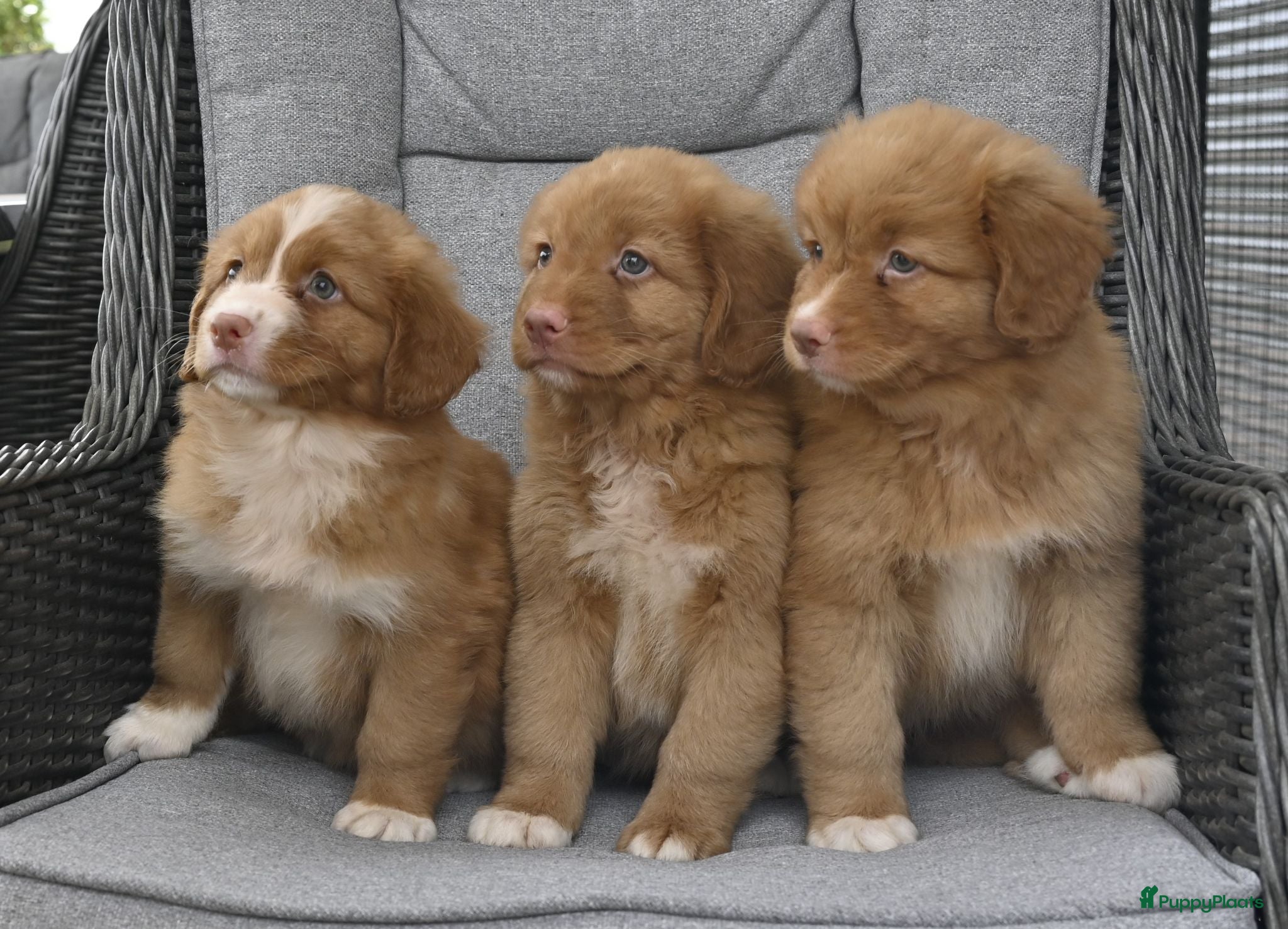 Nova Scotia Duck Tolling Retriever honden Nova Scotia Duck Tolling Retriever pups # Toller - Advertentie 1