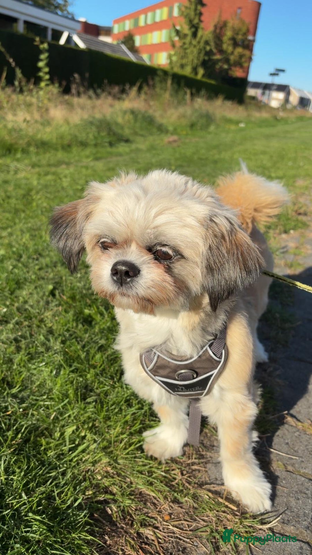 Kruising honden te koop: Boompoo pups, Boomer X Toy poedel - Advertentie 2