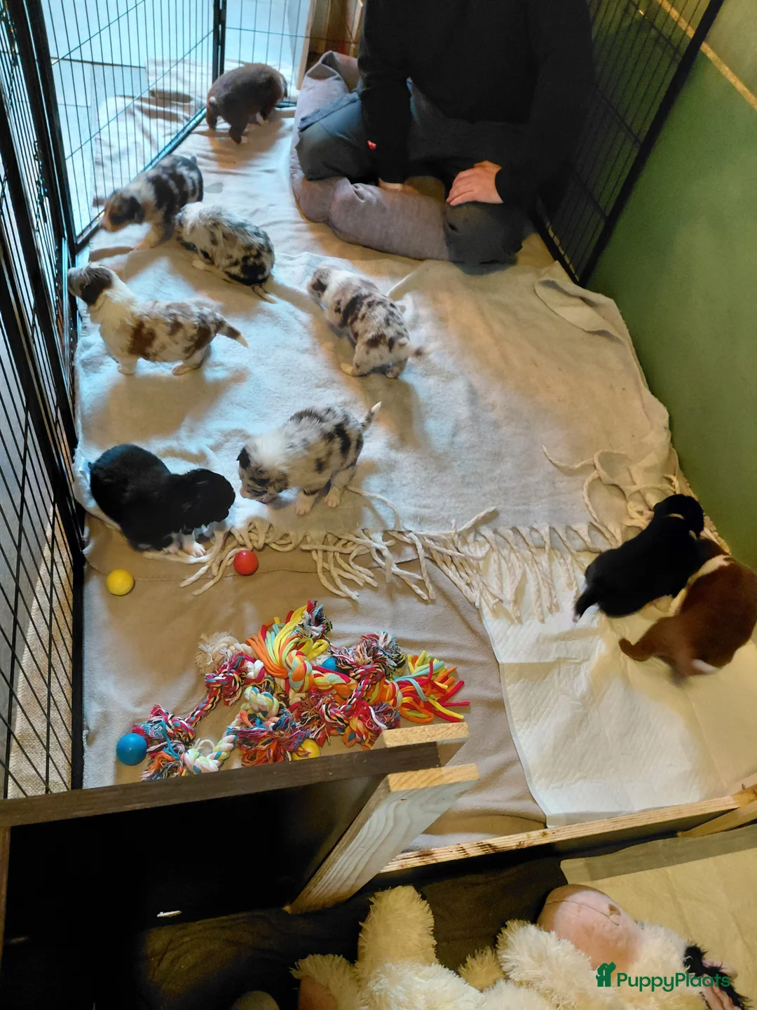 Border Collie honden te koop: Bordercollie pups  - Advertentie 4