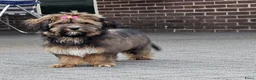Havanezer honden te koop: Prachtige gezonde Havanezer pups met stamboom - Advertentie 17