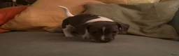 Kruising honden te koop: Lieve mannelijke Jack Russel/teckel pup  - Advertentie 6