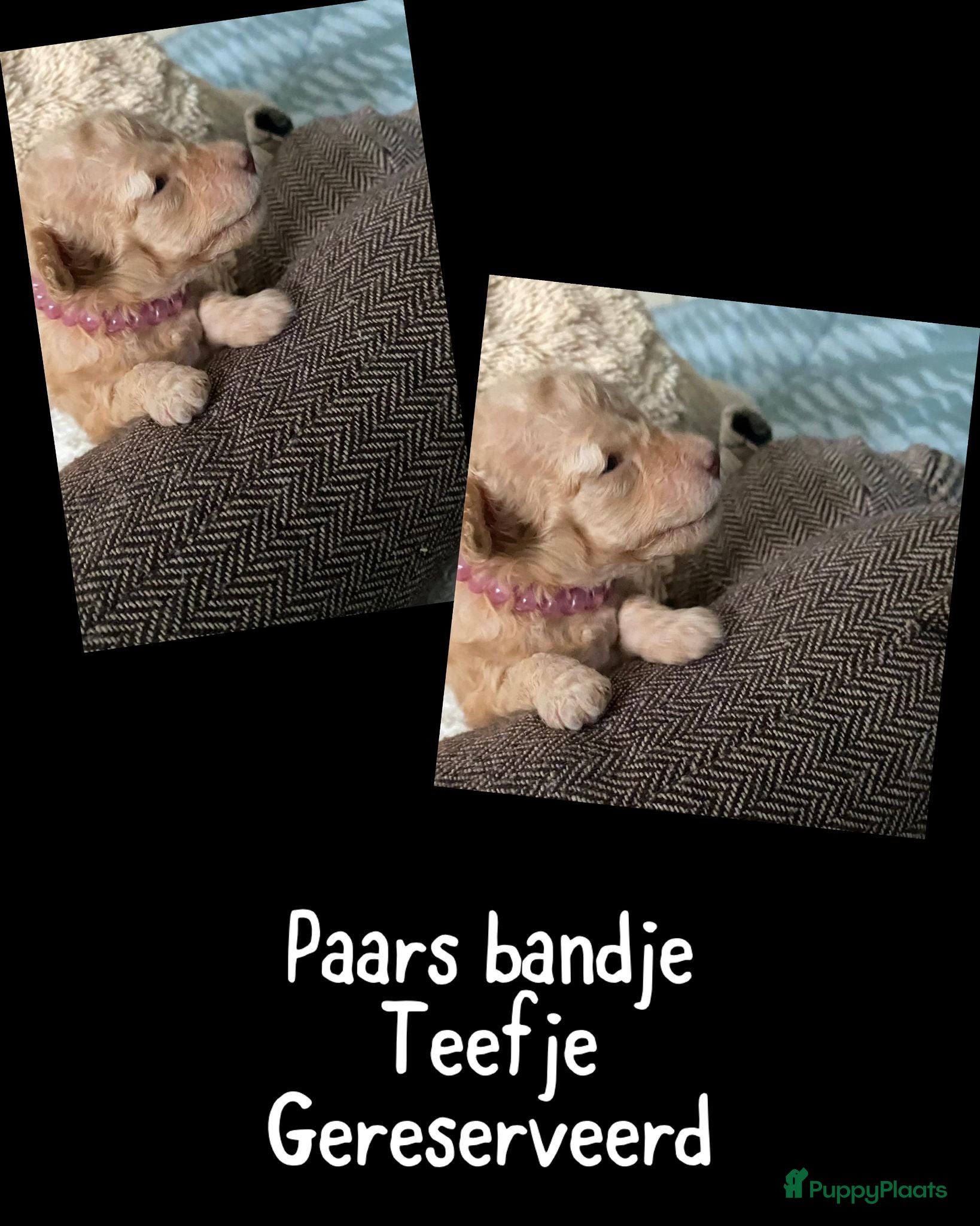 Dwergpoedel honden te koop: Dwergpoedel  - Advertentie 5