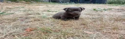 Jack Russel Terriër honden te koop: Mooie kleur Jack russel pups te koop - Advertentie 3