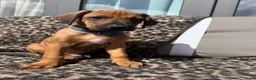 Rhodesian Ridgeback honden te koop: Rhodesian ridgeback pups - Advertentie 7